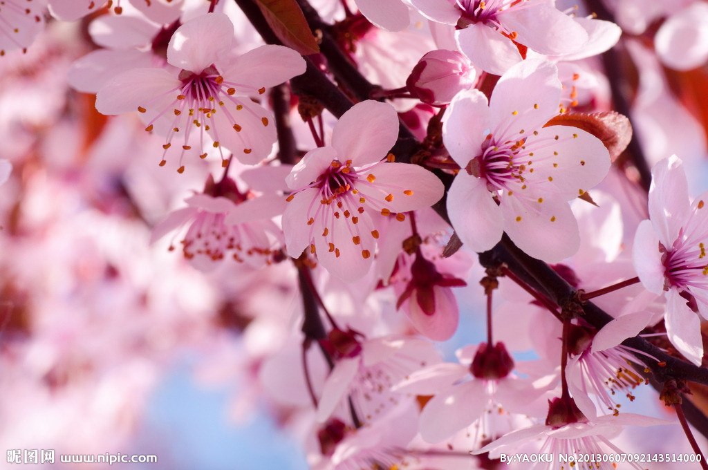 【丁香花開】四月，在塵世里拾取幸福（散文）