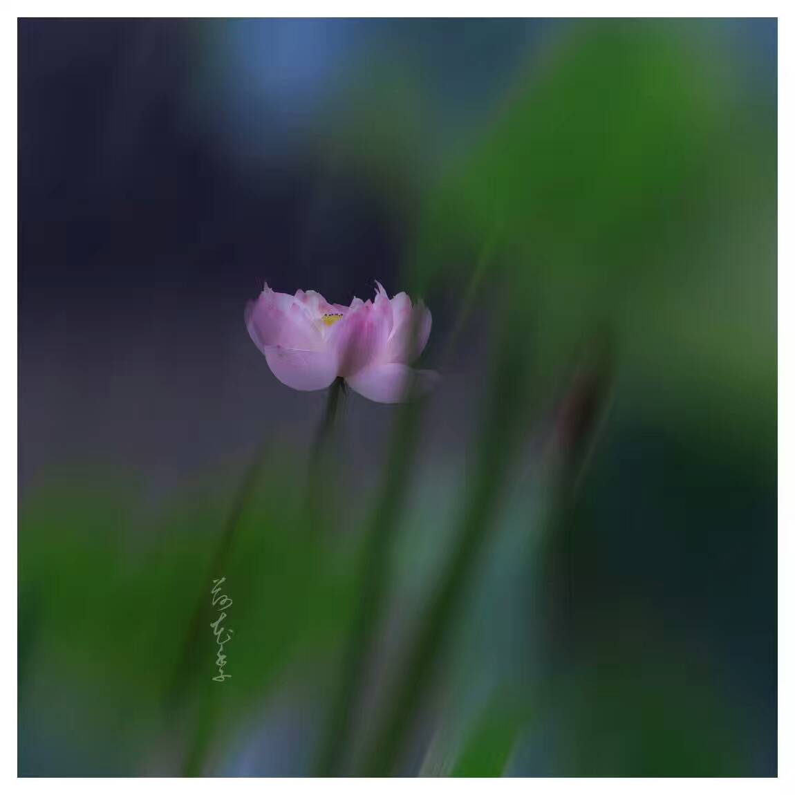 荷花季，下了一場雨