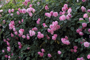 【天涯“我的生活故事”征文】滿院薔薇幽幽香 （散文）