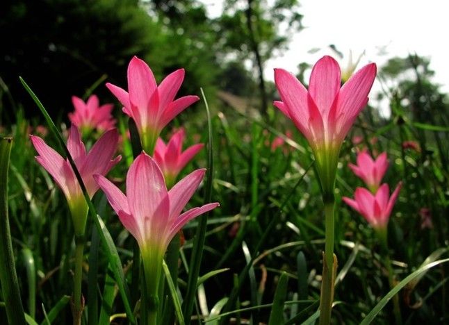 【荷塘“PK大獎(jiǎng)賽”】風(fēng)雨花，亮麗的雨后彩虹（散文）