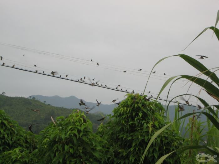 盛夏的牽掛（散文）