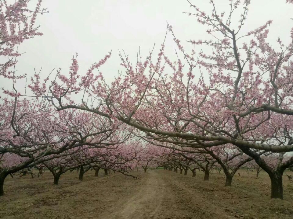 【曉荷·天地事】賞桃花（征文，散文）