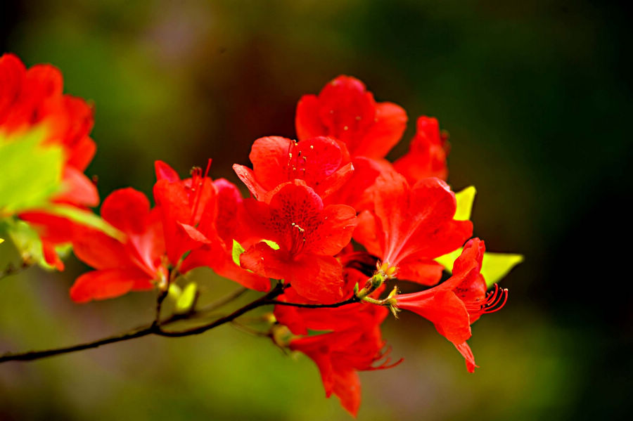 【丁香花開(kāi)】愛(ài)若去了 (詩(shī)歌)