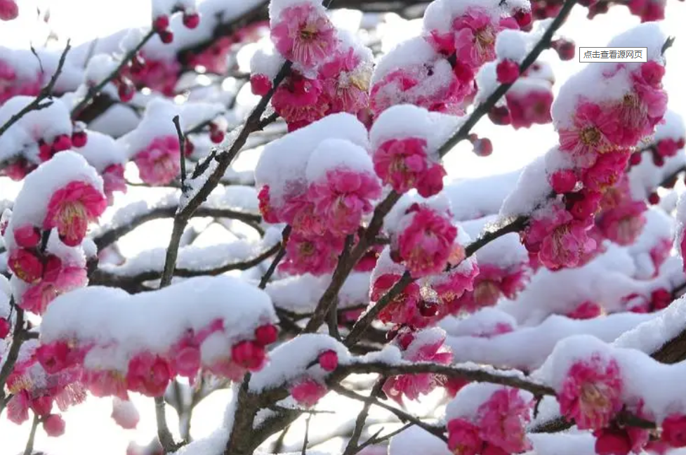 【萌芽】瑞雪紛飛心花開(kāi)（記敘文）